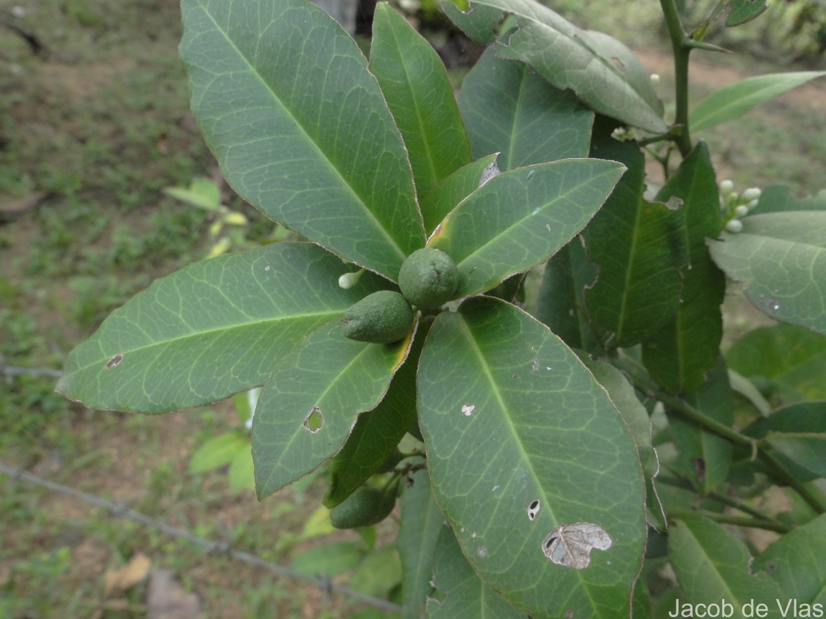 Atalantia ceylanica (Arn.) Oliv.